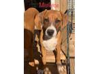 Adopt Mistletoe a Boxer, Hound