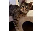 Adopt Boopie a Domestic Short Hair