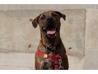 Adopt Buster a Boxer, Cane Corso