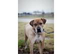 Adopt Maximus a Catahoula Leopard Dog, Boxer