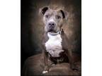 Adopt Bruno-no a American Staffordshire Terrier