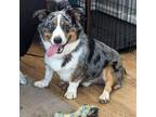 Adopt Lars a Australian Shepherd, Corgi