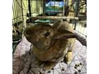 Adopt Babbity Rabbity a Bunny Rabbit