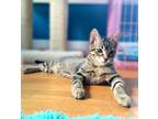 Adopt Tarzan a Tabby