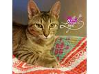 Adopt Frank a Tabby, Domestic Medium Hair