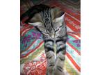 Adopt Bernie a Tabby