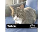 Adopt Turbo a Domestic Short Hair, Tabby