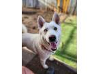 Adopt Heron a Siberian Husky