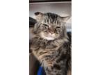 Adopt Freddy URGENT a Maine Coon