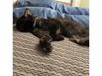 Adopt Adam - Saudi Arabia a Domestic Long Hair, Persian