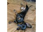 Adopt Artie (MD) a Dachshund