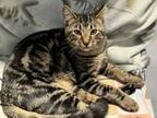 Adopt Bitty a Domestic Short Hair