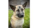 Adopt Henry a German Shepherd Dog, Mixed Breed