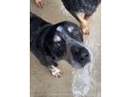 Adopt Captain a Bluetick Coonhound