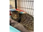 Adopt Oscar a Domestic Short Hair