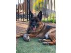 Adopt ODIN a German Shepherd Dog, Shepherd