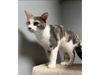 Adopt Cici a Domestic Short Hair