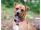 Adopt RUSTY a Labrador Retriever, Mastiff