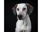 Adopt Boba a Pointer, Labrador Retriever