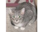 Adopt Trento (In Foster Care) a Domestic Short Hair