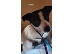 Adopt Jimbo a Rat Terrier