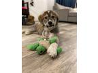 Adopt Thor a Mixed Breed