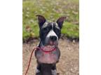 Adopt Cookie Monster a Pit Bull Terrier