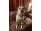 Adopt Oliver a Black Mouth Cur, Shepherd