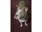 Adopt Two Tone Tucker a Pit Bull Terrier