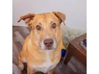 Adopt Torrito a American Staffordshire Terrier, Siberian Husky