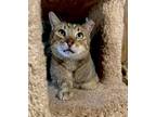 Adopt Axel a Domestic Short Hair, Tabby