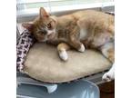 Adopt Rusty a Domestic Short Hair