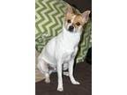 Adopt Comet a Jack Russell Terrier, Pomeranian