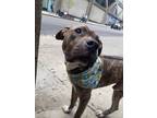 Adopt Bruno a Pit Bull Terrier, Tennessee Treeing Brindle