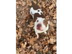 Adopt Fred a Pit Bull Terrier, Basset Hound