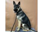 Adopt Trevor a German Shepherd Dog