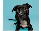 Adopt Otto a Boxer, Pit Bull Terrier