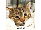 Alyssa Domestic Mediumhair Kitten Female