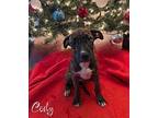 Cody Mixed Breed (Medium) Puppy Male