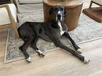 Watson Great Dane Adult Male