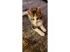 Chrissy Salz Domestic Shorthair Young Female