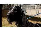 Willow German Shorthaired Pointer Young Female