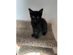 SUKI Domestic Shorthair Kitten Female