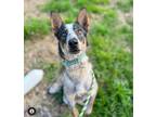 Adopt Koa a Australian Cattle Dog / Blue Heeler