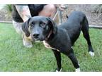 Lucia Labrador Retriever Adult Female