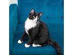 Ziggy Domestic Shorthair Young Male