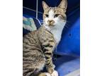 Captain Sushi Domestic Shorthair Adult Male