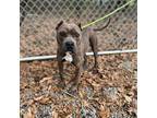 Squirrel American Pit Bull Terrier Senior Male