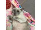 Gidget Siamese Adult Female