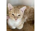 Lover Domestic Shorthair Kitten Male